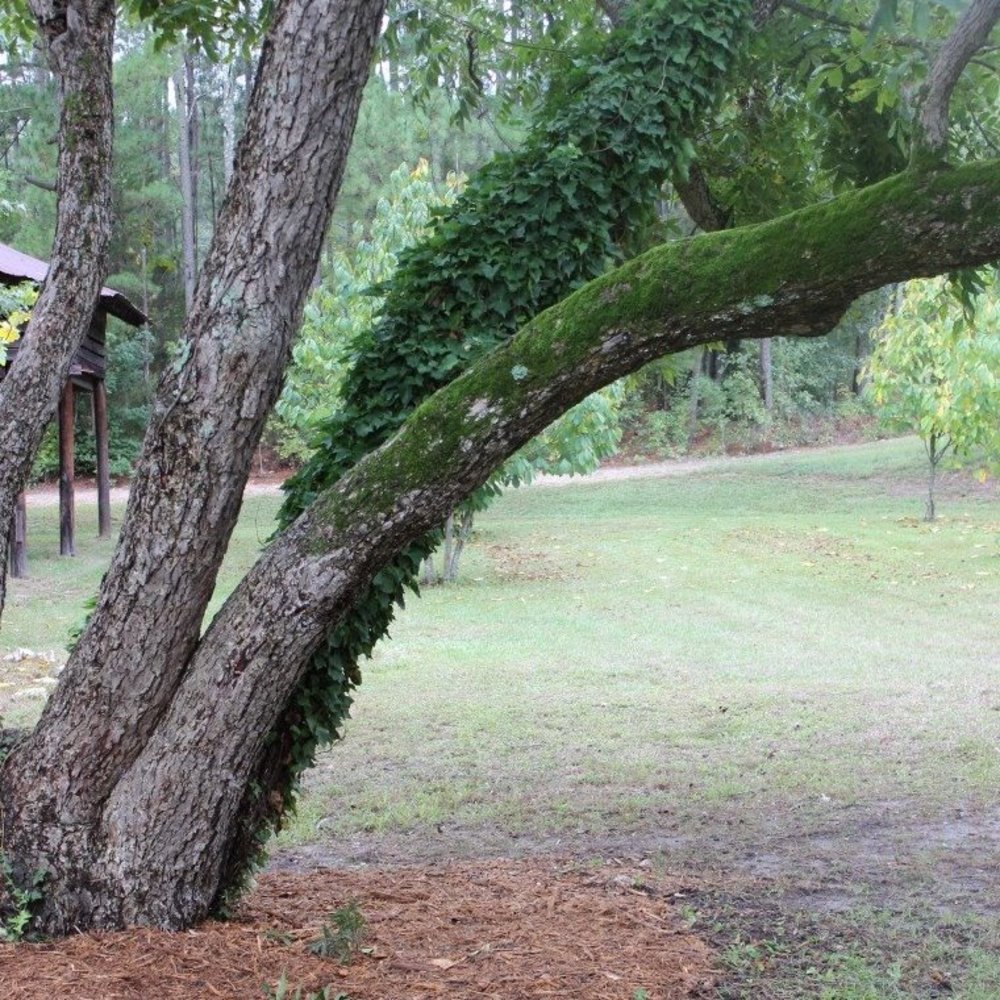 Meet your Posher, Melissa Collins