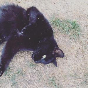 Meet your Posher, Dorian