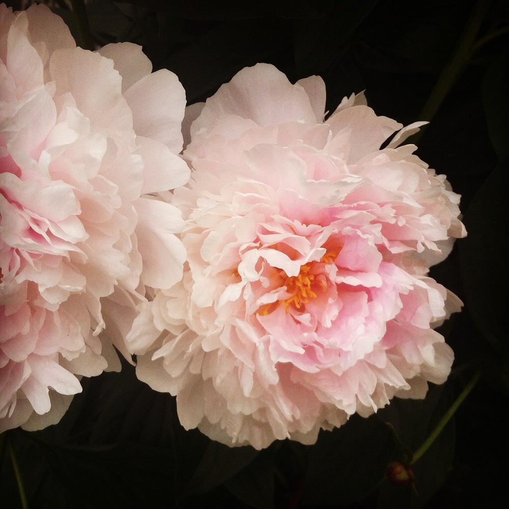 Meet your Posher, Karen