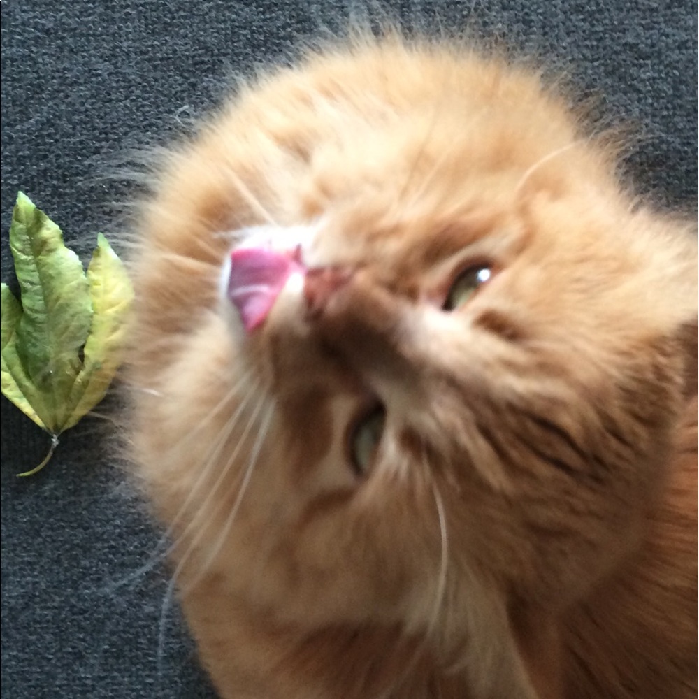 Meet your Posher, Shawn