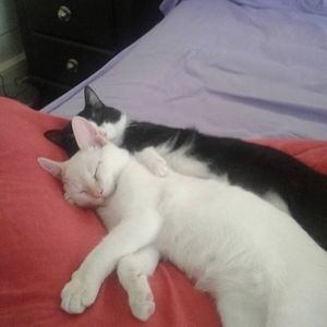 Meet your Posher, Cheryl