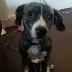 Meet your Posher, Lolly