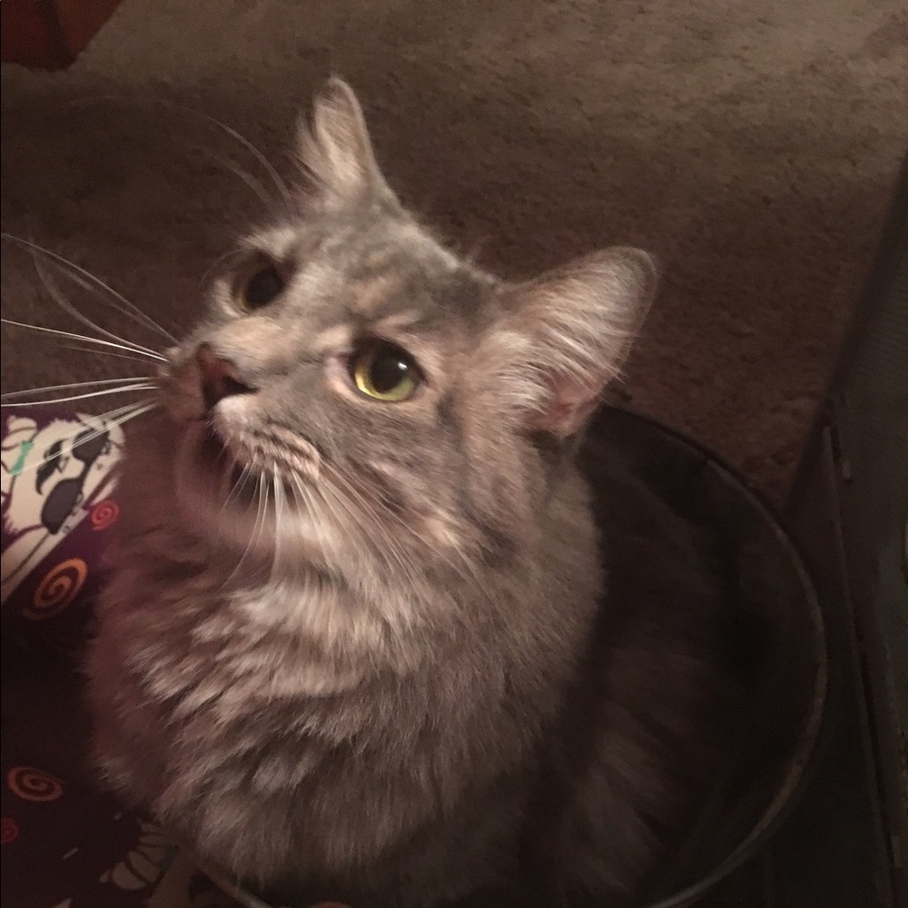 Meet your Posher, Lezlie