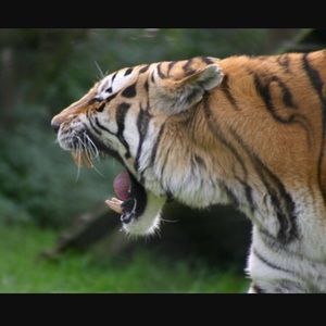 Meet your Posher, Corey