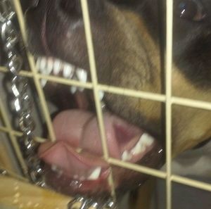 Meet your Posher, Elias