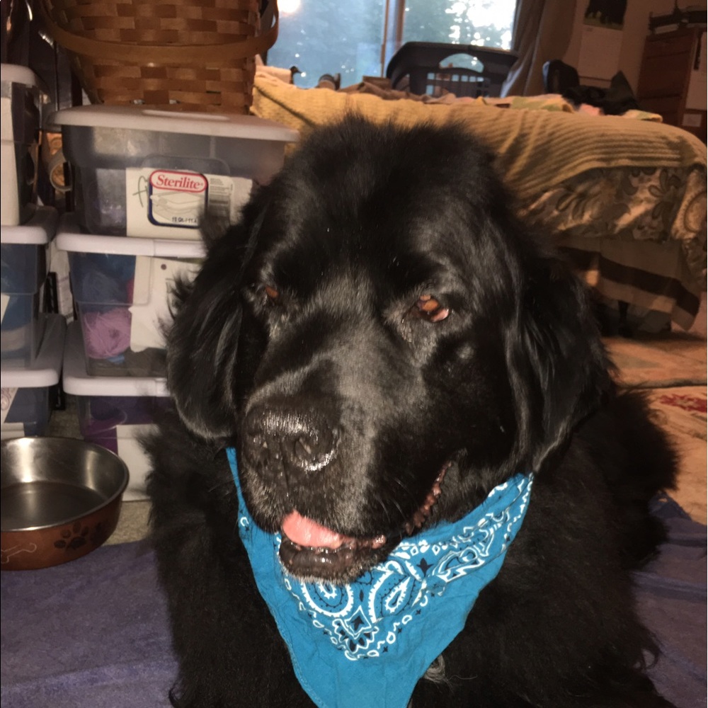 Meet your Posher, Gigi