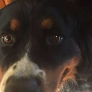 Meet your Posher, Teddy