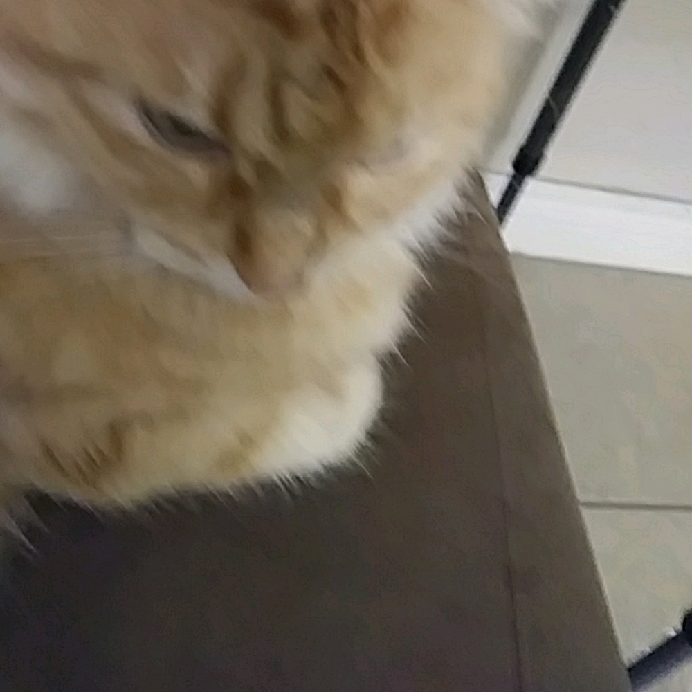 Meet your Posher, Yulonda