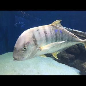 Meet your Posher, Mason