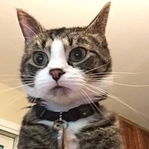 Meet your Posher, Julia