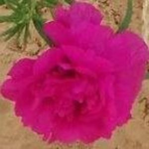 Meet your Posher, Fatou