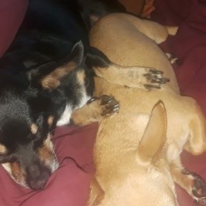 Meet your Posher, Silvia