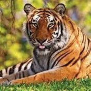 Meet your Posher, Joan