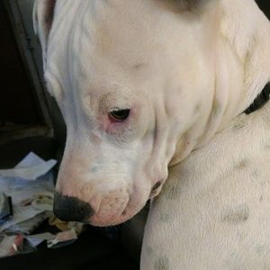 Meet your Posher, Randall