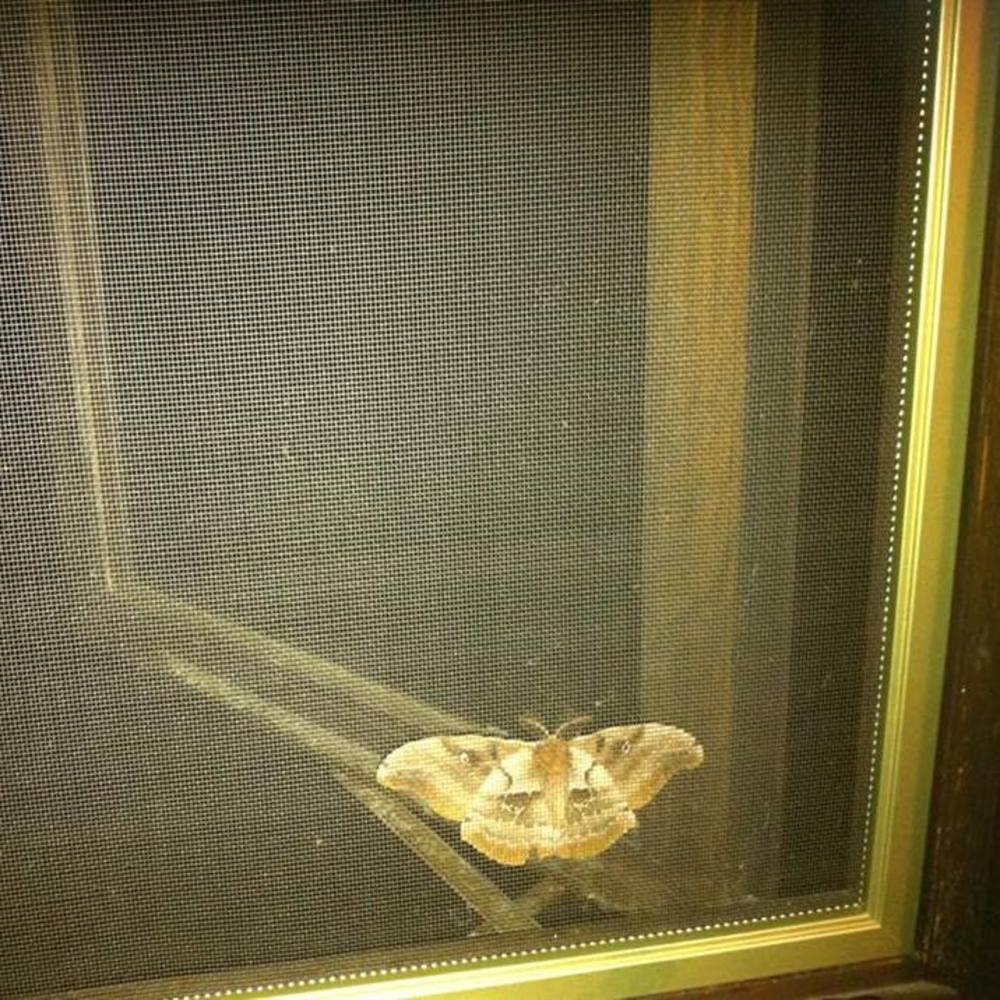 Meet your Posher, Edward