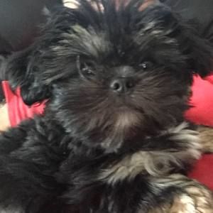 Meet your Posher, William