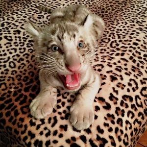 Meet your Posher, Joe