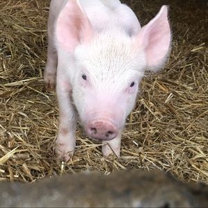 Meet your Posher, Haley