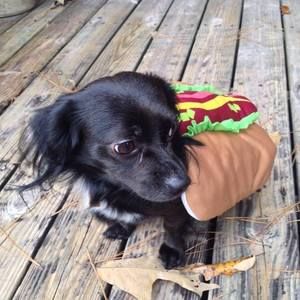 Meet your Posher, Rocky