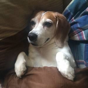 Meet your Posher, Bruno