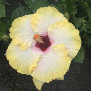 Meet your Posher, Beatriz