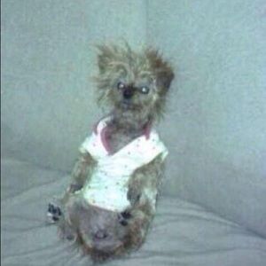 Meet your Posher, Sydney