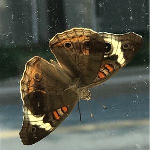 Meet your Posher, Kellie