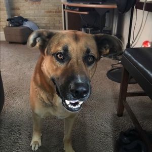 Meet your Posher, Ginger