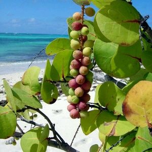 Meet your Posher, Lillian