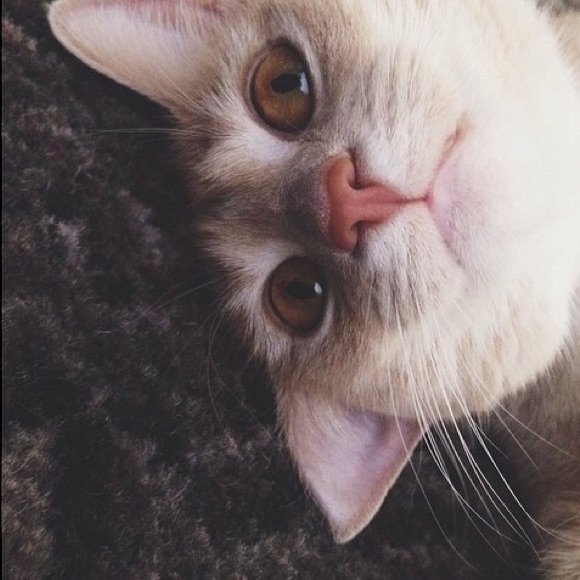 Meet your posher, Desiree 🦋 - Picture 11 of 16