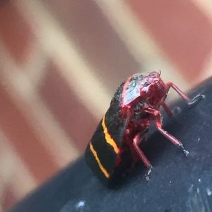 Meet your Posher, Jeffrey