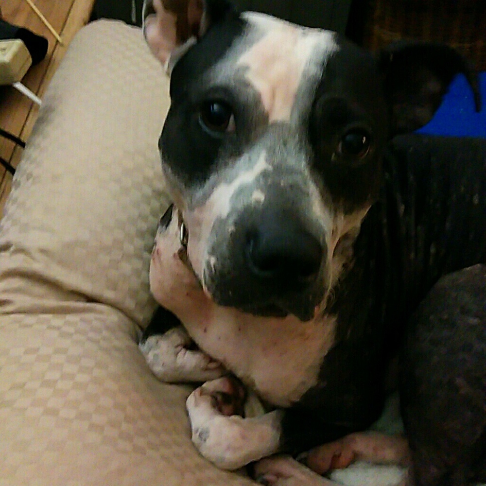 Meet your Posher, Dawn