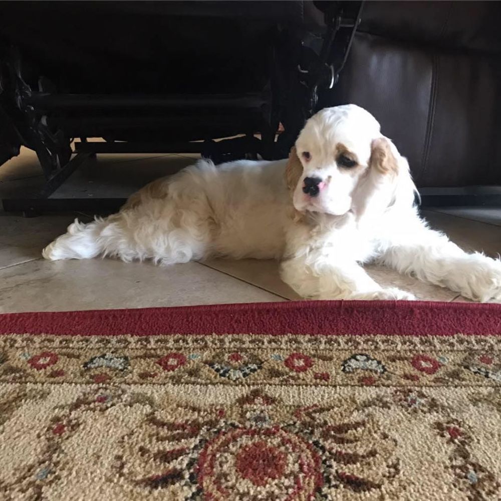 Meet your Posher, Lina