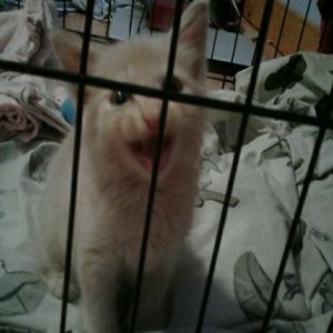 Meet your Posher, Adam