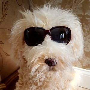 Oakley SCRIPT Sunglasses LIKE NEW