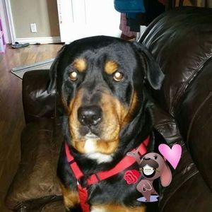 Meet your Posher, Gretchen