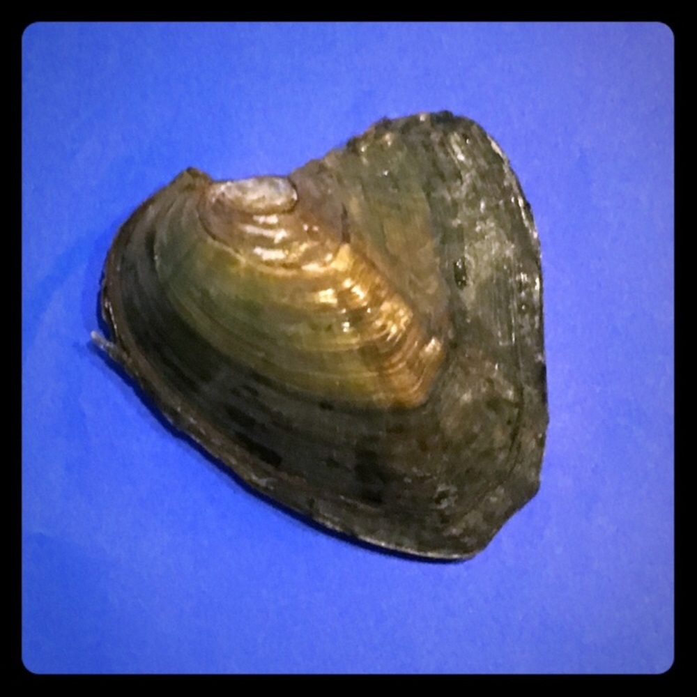 Aliya Oyster w/Pearls Inside