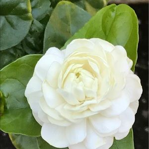 Meet your Posher, Shabnam