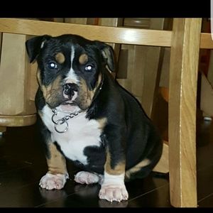 Meet your Posher, Luddy