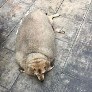 Meet your Posher, Dat