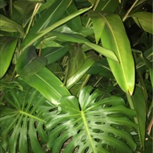 Meet your Posher, Bella