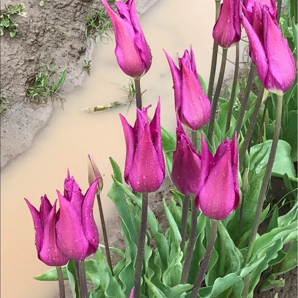 Meet your Posher, Sharon - Picture 1 of 1