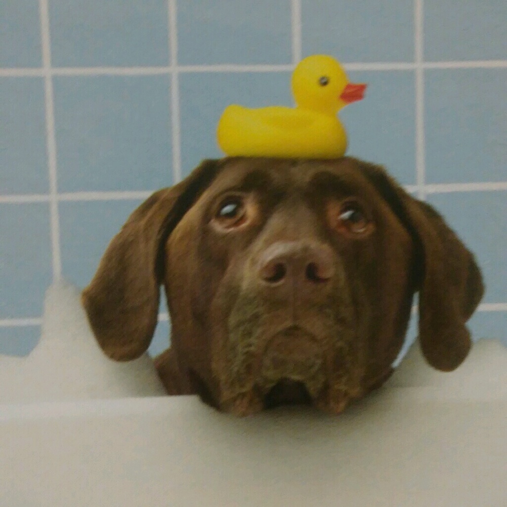 Meet your Posher, Nella