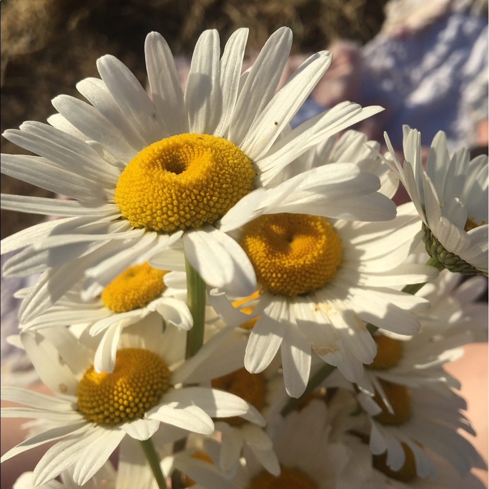 Meet your Posher, Sabirna