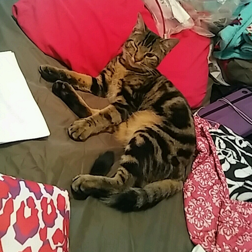 Meet your Posher, Kodi