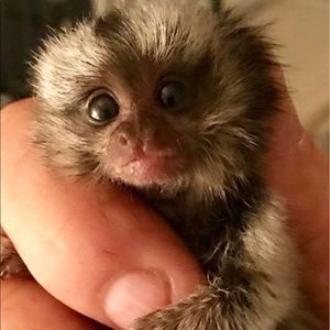 Meet your Posher, Annie