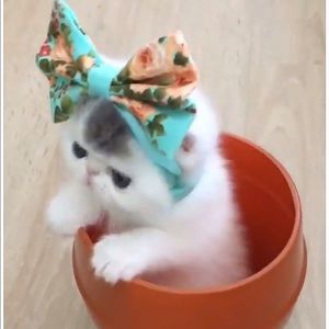 Meet your Posher, Angelika