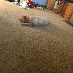 Meet your Posher, Liz