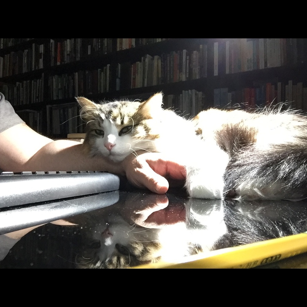 Meet your Posher, Josephine