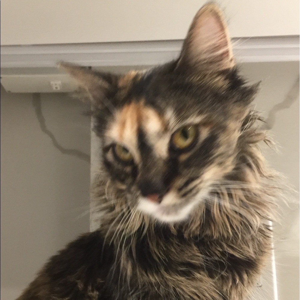 Meet your Posher, Julia